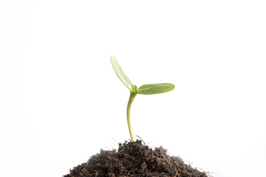 Green sprout growing as a metaphor for gaining knowledge from proper study habits.